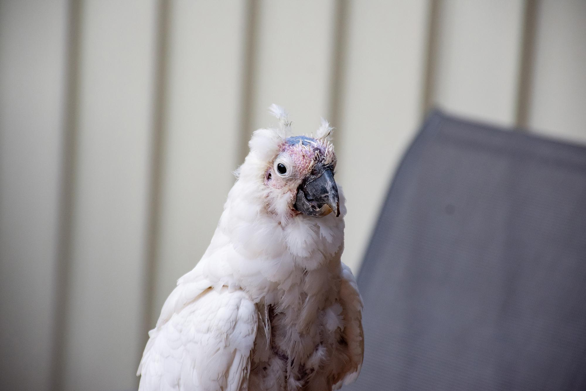 Parrot Disease Feather