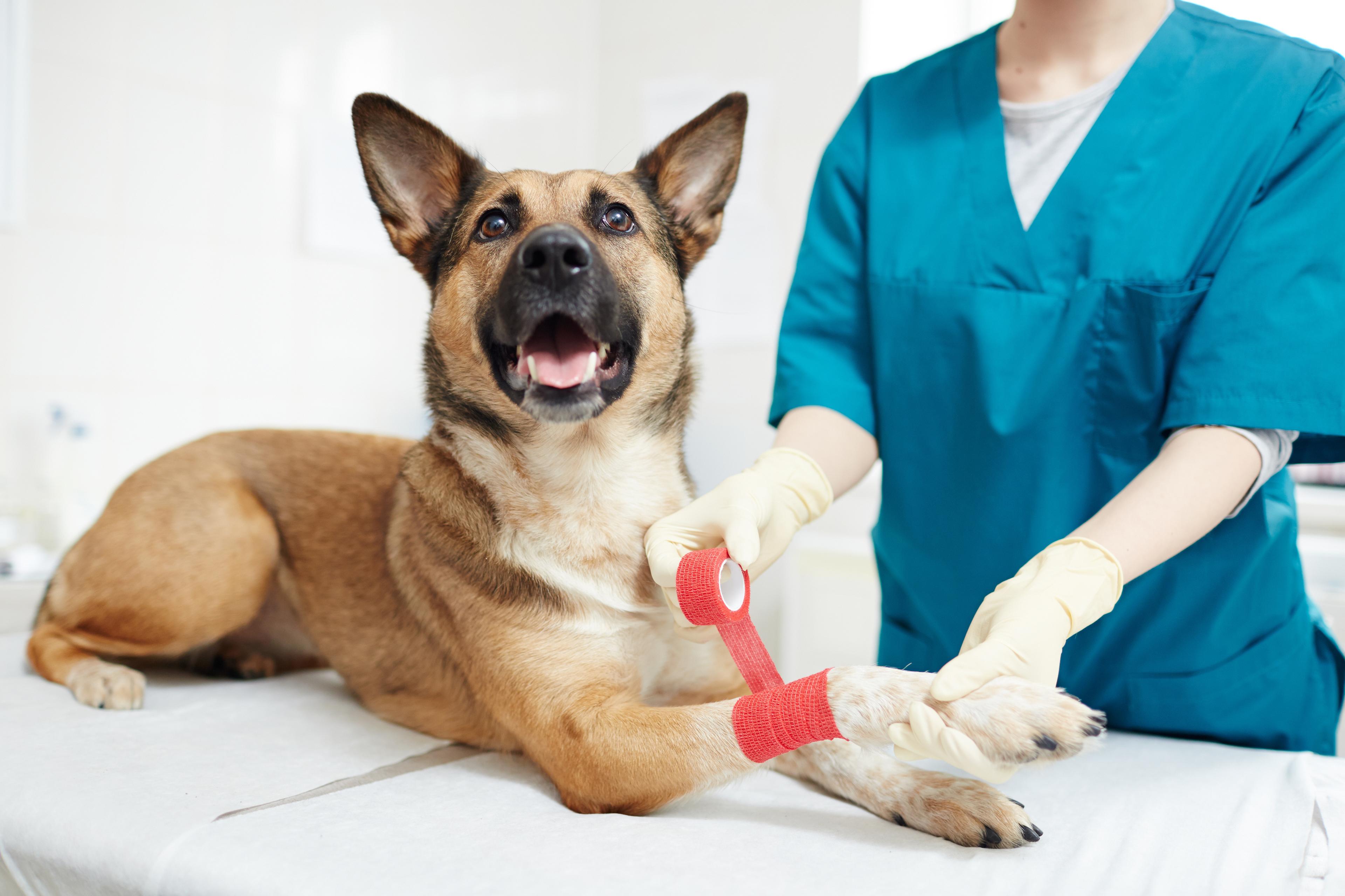 Veterinary emergency