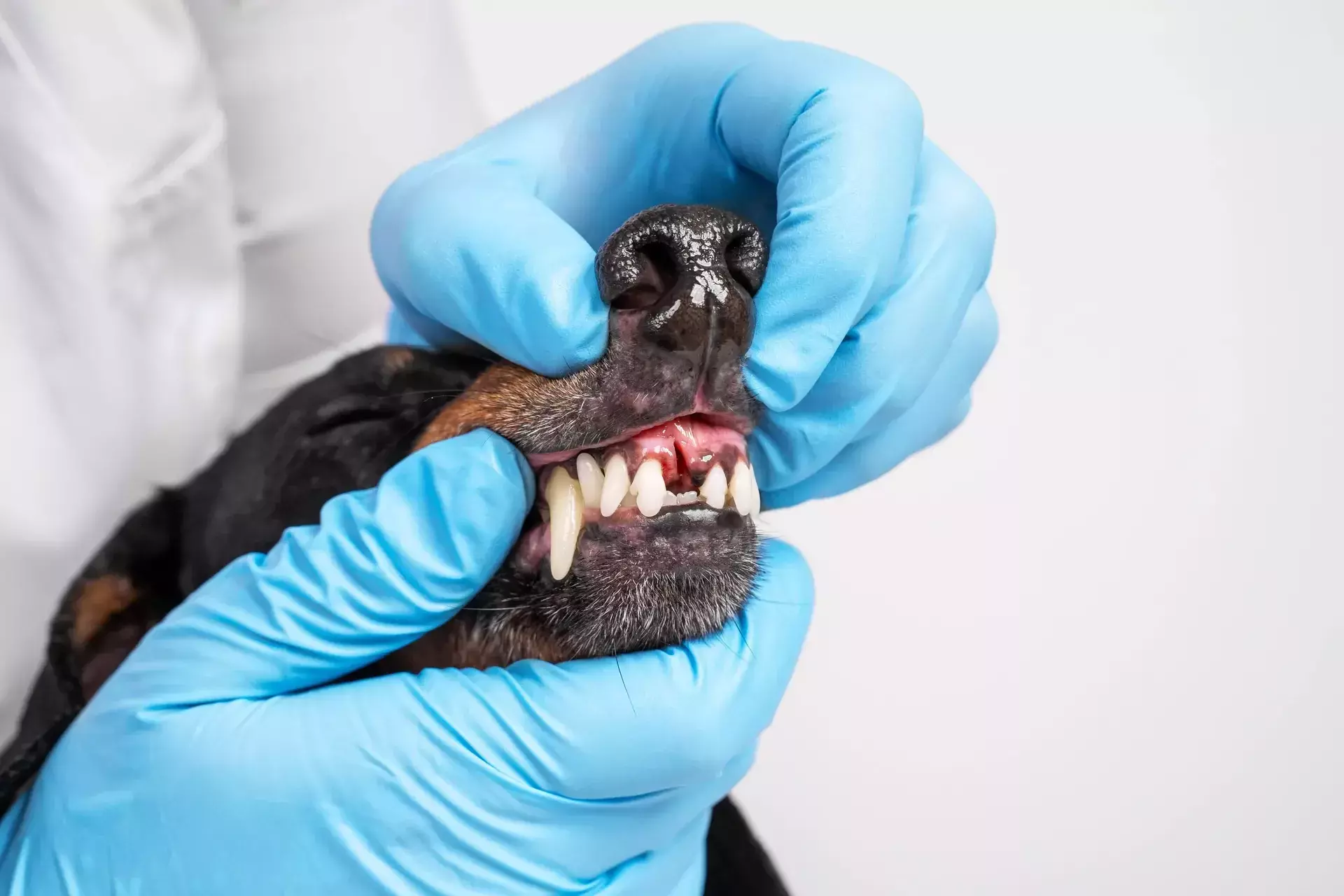 Clinique veterinaire gembloux