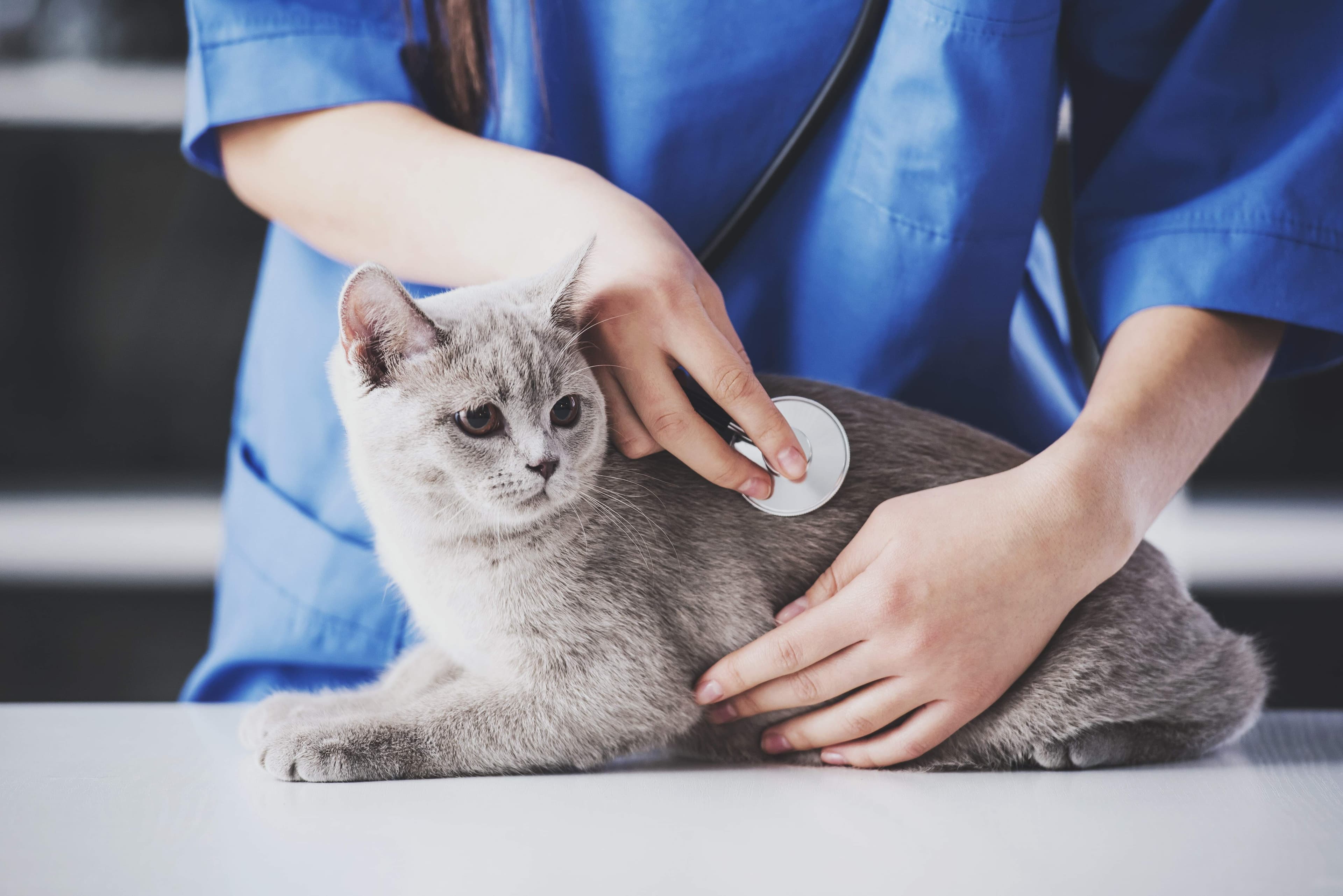 Veterinaire louvain la neuve